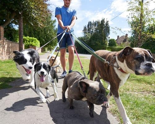 high-paying jobs for lazy people dog walking 