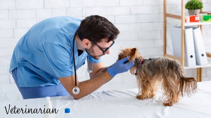 a veterinarian is one of the best fun jobs that pay well